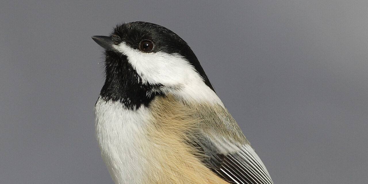Black-capped Chickadee