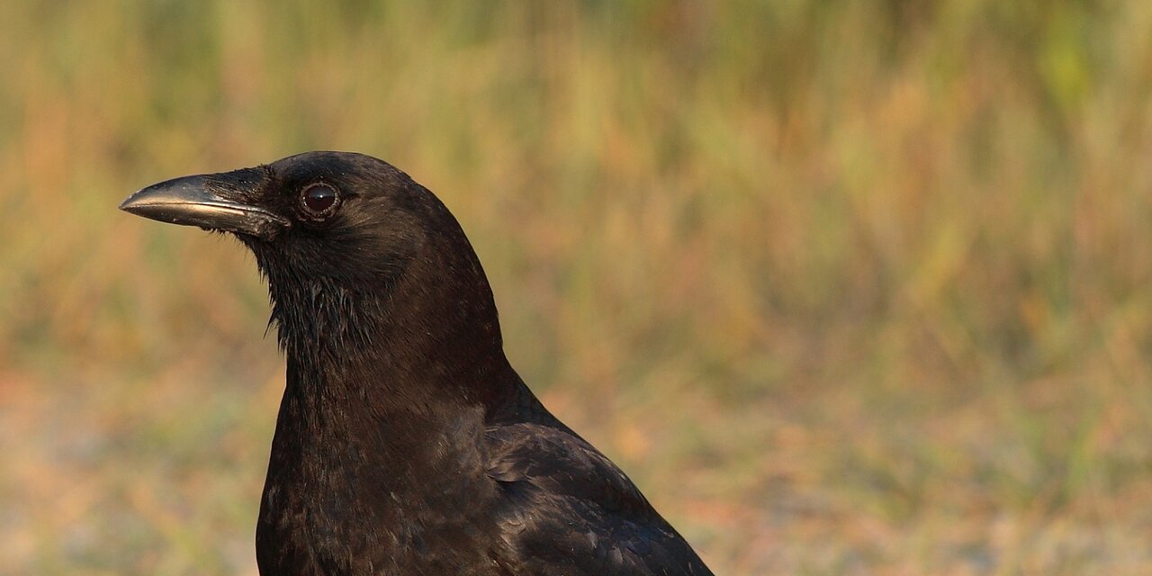 American Crow
