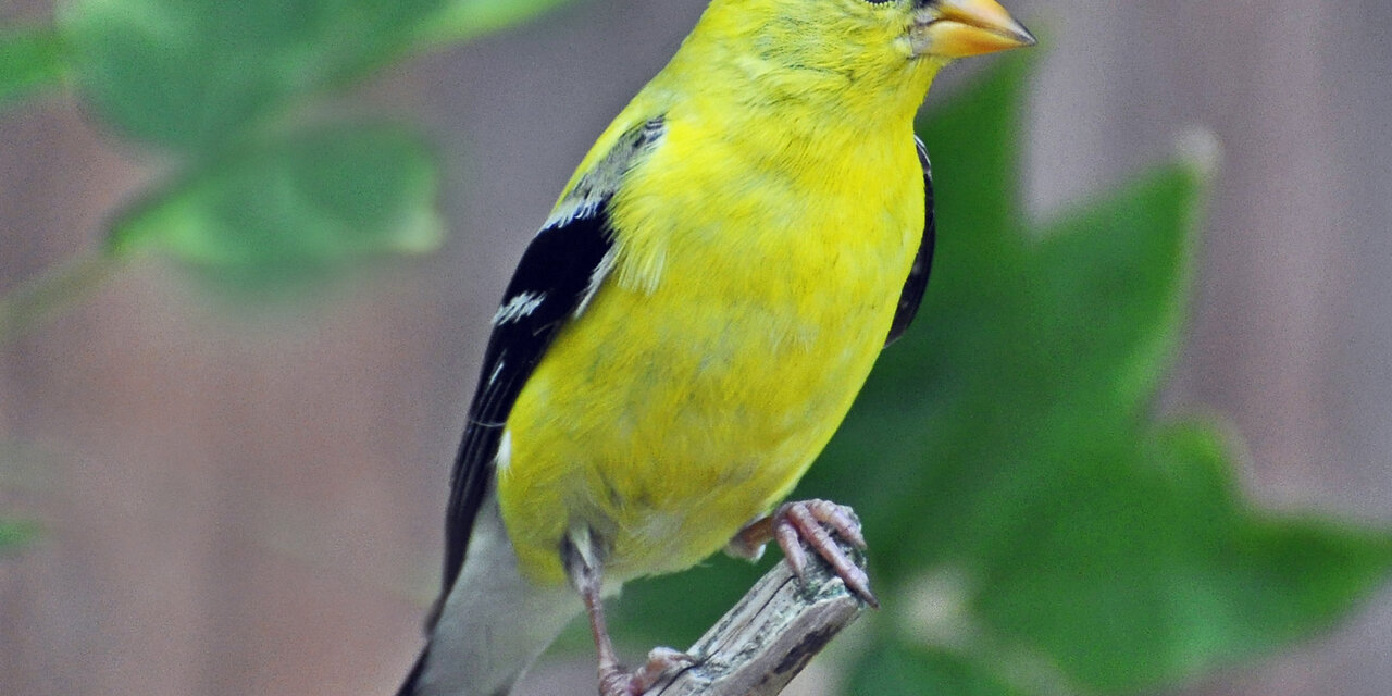 American Goldfinch