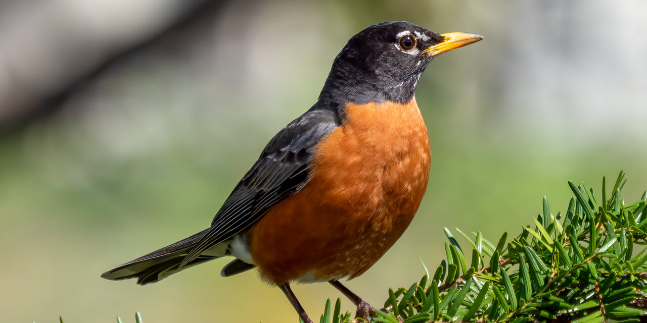 American Robin