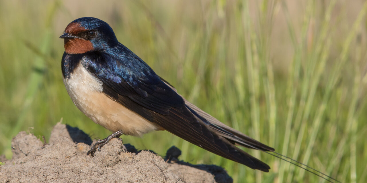 Barn Swallow