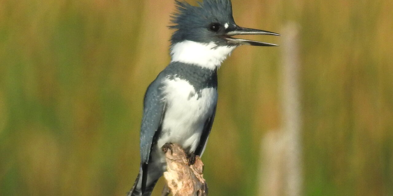 Belted Kingfisher