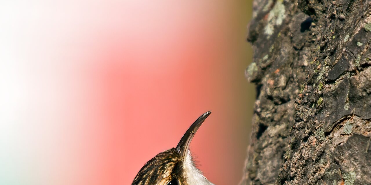 Brown Creeper