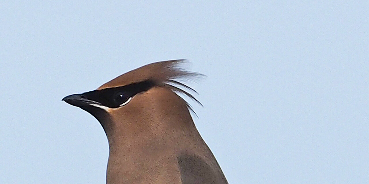 Cedar Waxwing