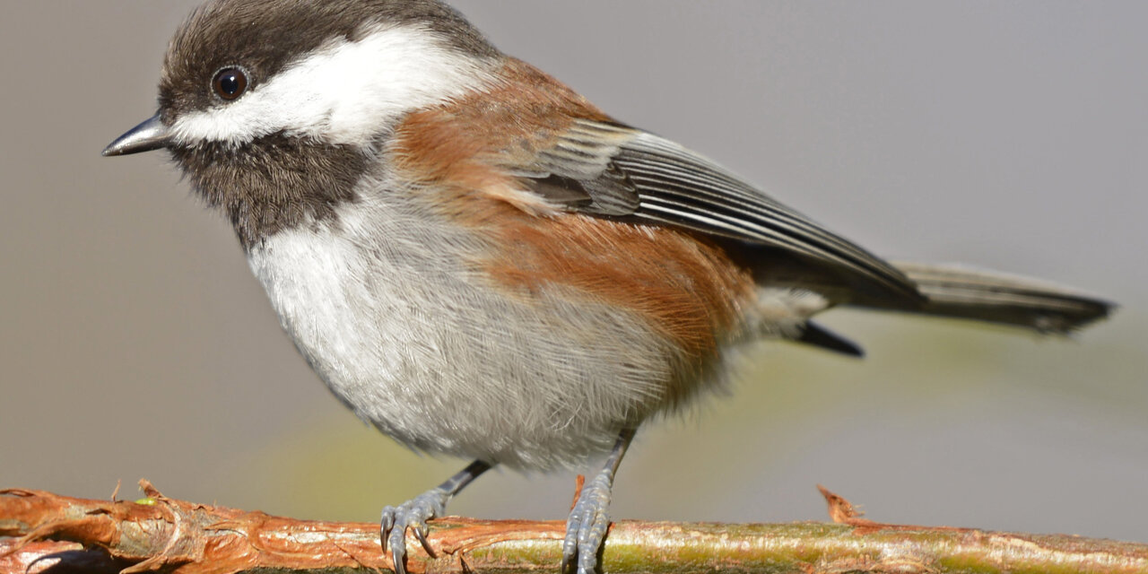 Chestnut-backed Chickadee