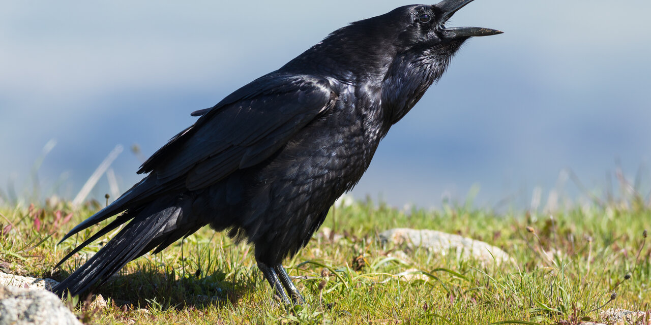 Common Raven
