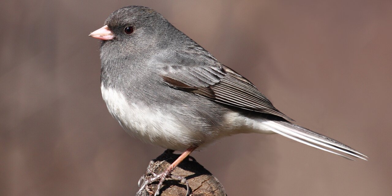 Dark-eyed Junco