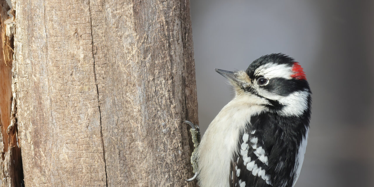 Downy Woodpecker
