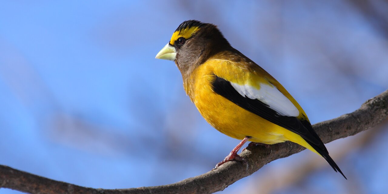 Evening Grosbeak