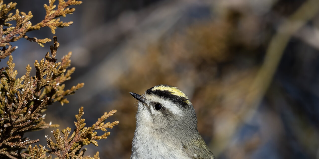 Golden-crowned Kinglet