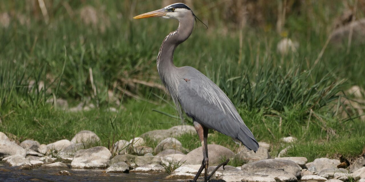 Great Blue Heron