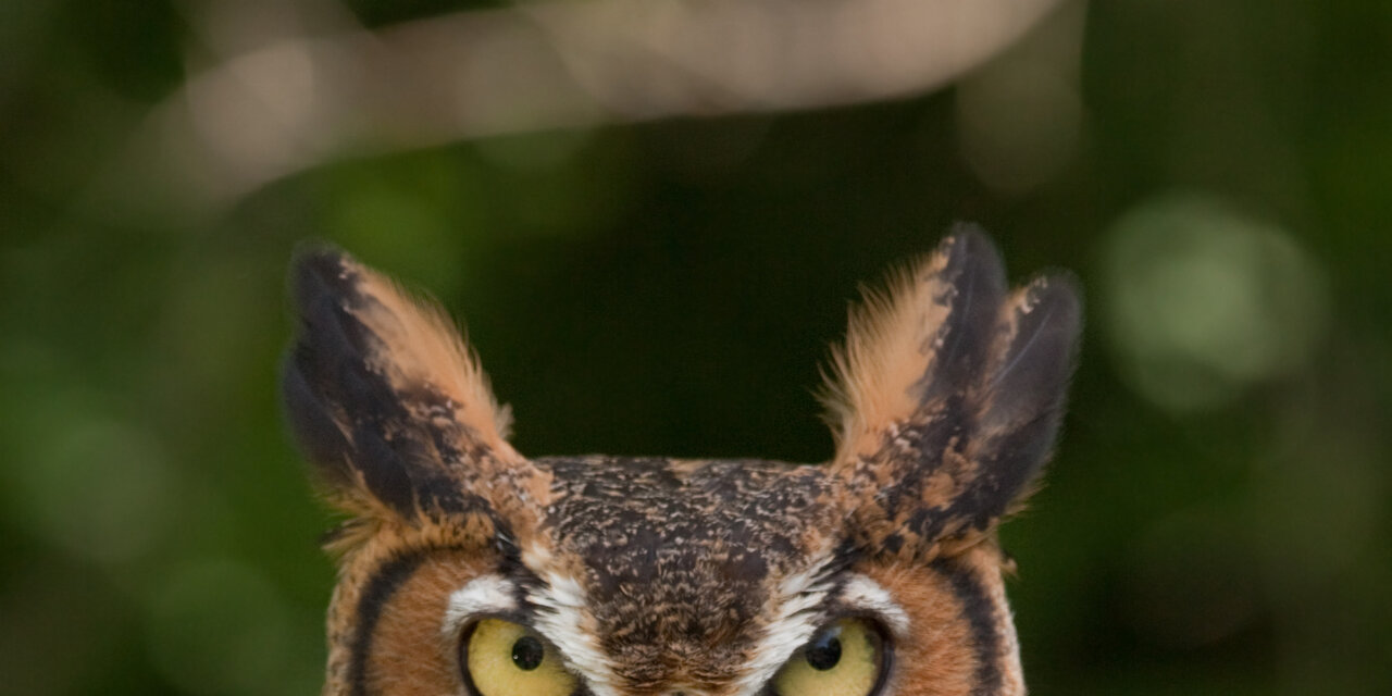 Great Horned Owl