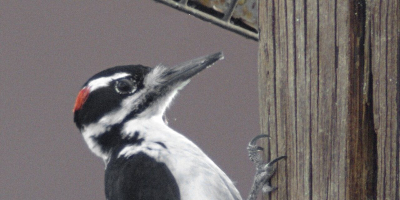 Hairy Woodpecker