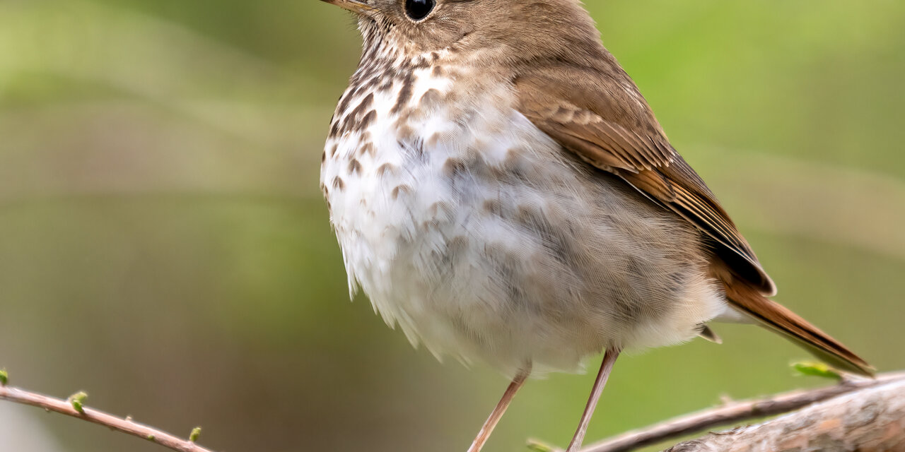 Hermit Thrush