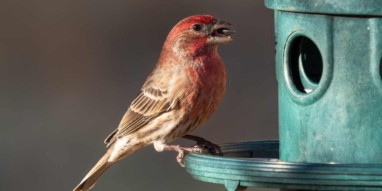 House Finch