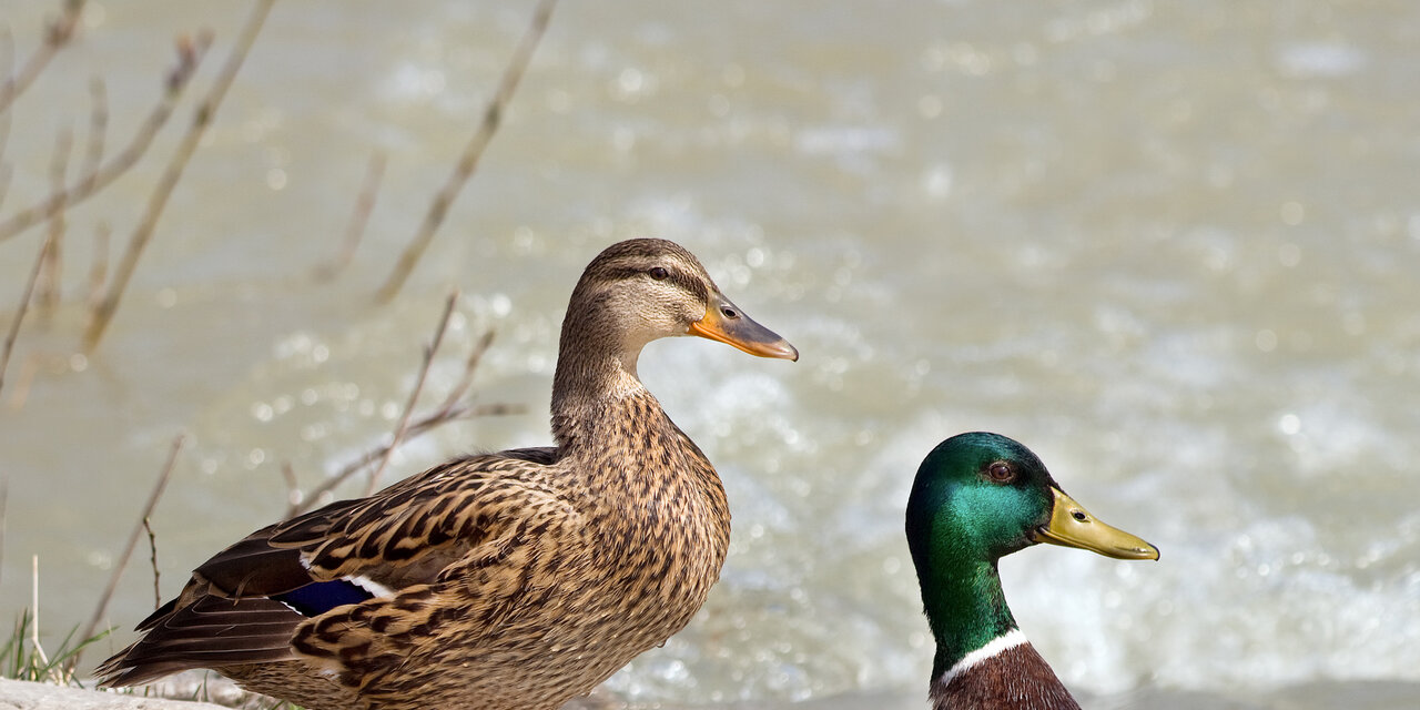 Mallard