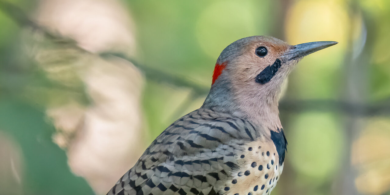 Northern Flicker
