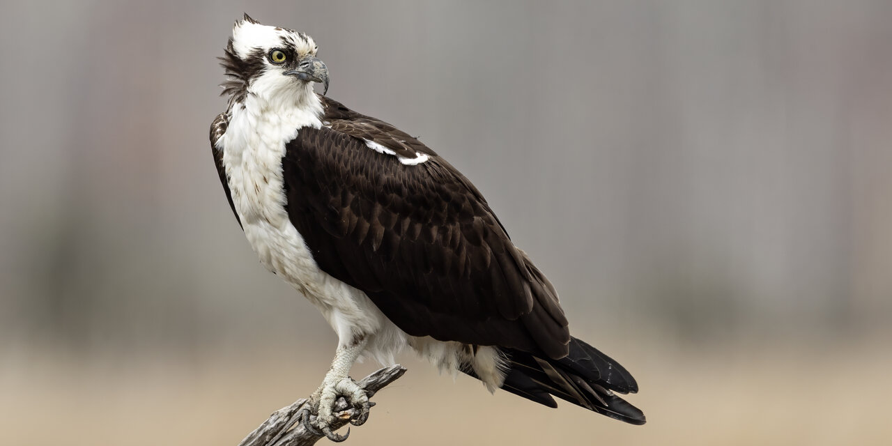 Osprey