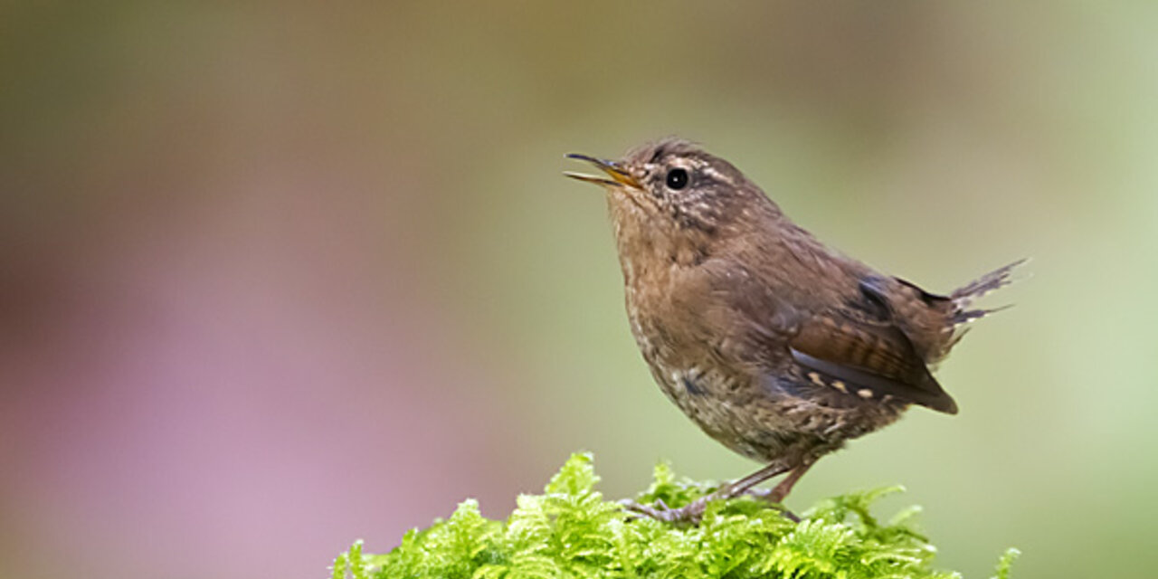Pacific Wren