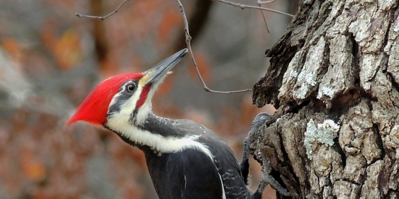 Pileated Woodpecker