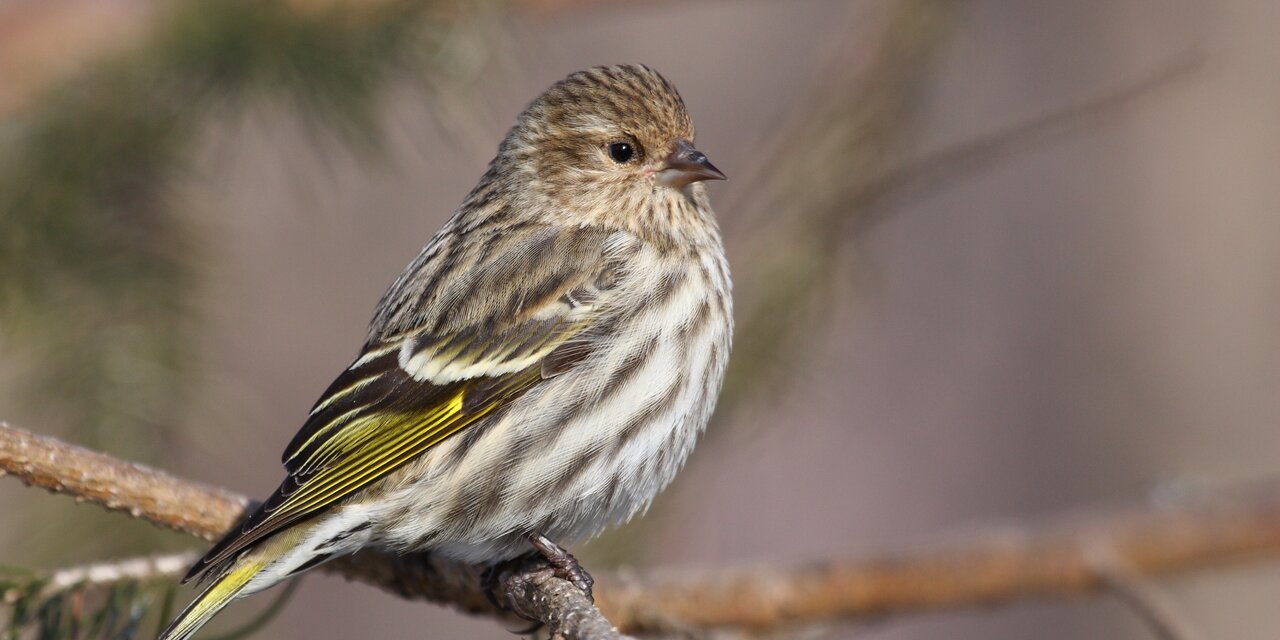 Pine Siskin