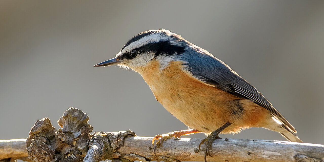 Red-breasted Nuthatch