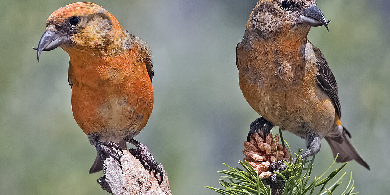 Red Crossbill
