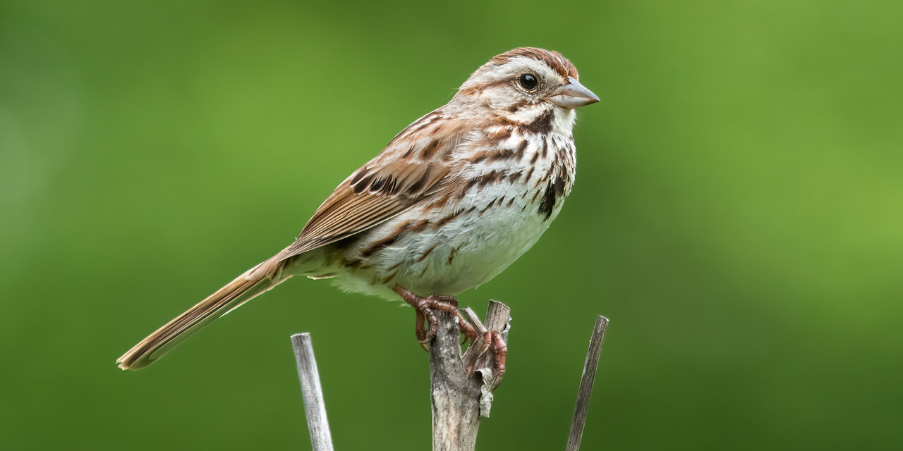 Song Sparrow