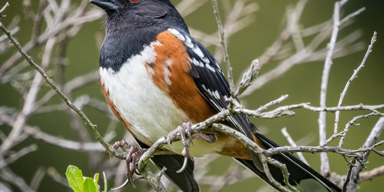 Spotted Towhee
