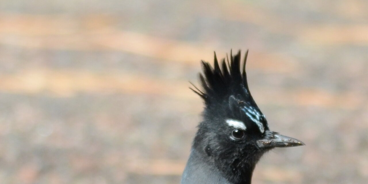 Steller’s Jay