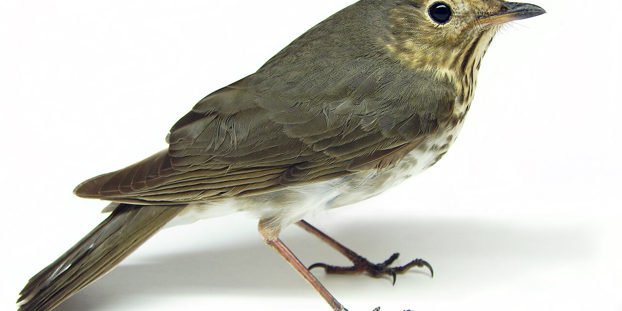 Swainson’s Thrush