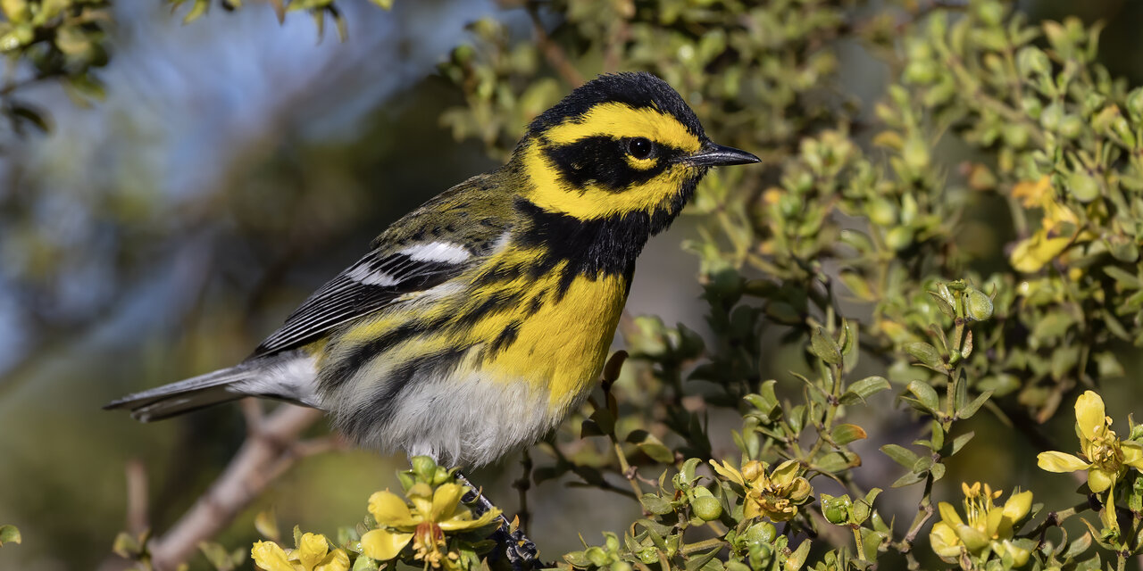 Townsend’s Warbler