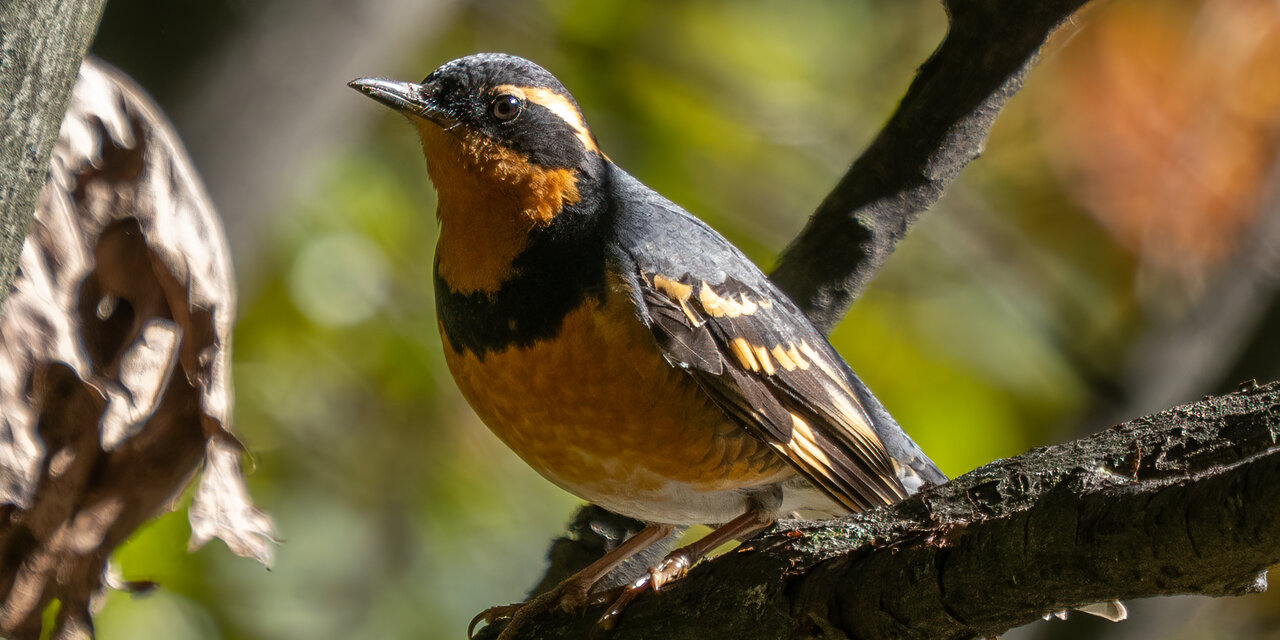 Varied Thrush