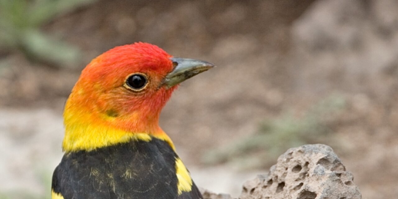 Western Tanager