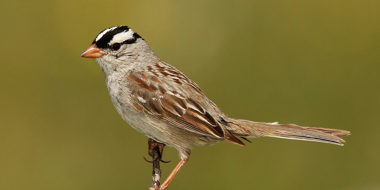White-crowned Sparrow