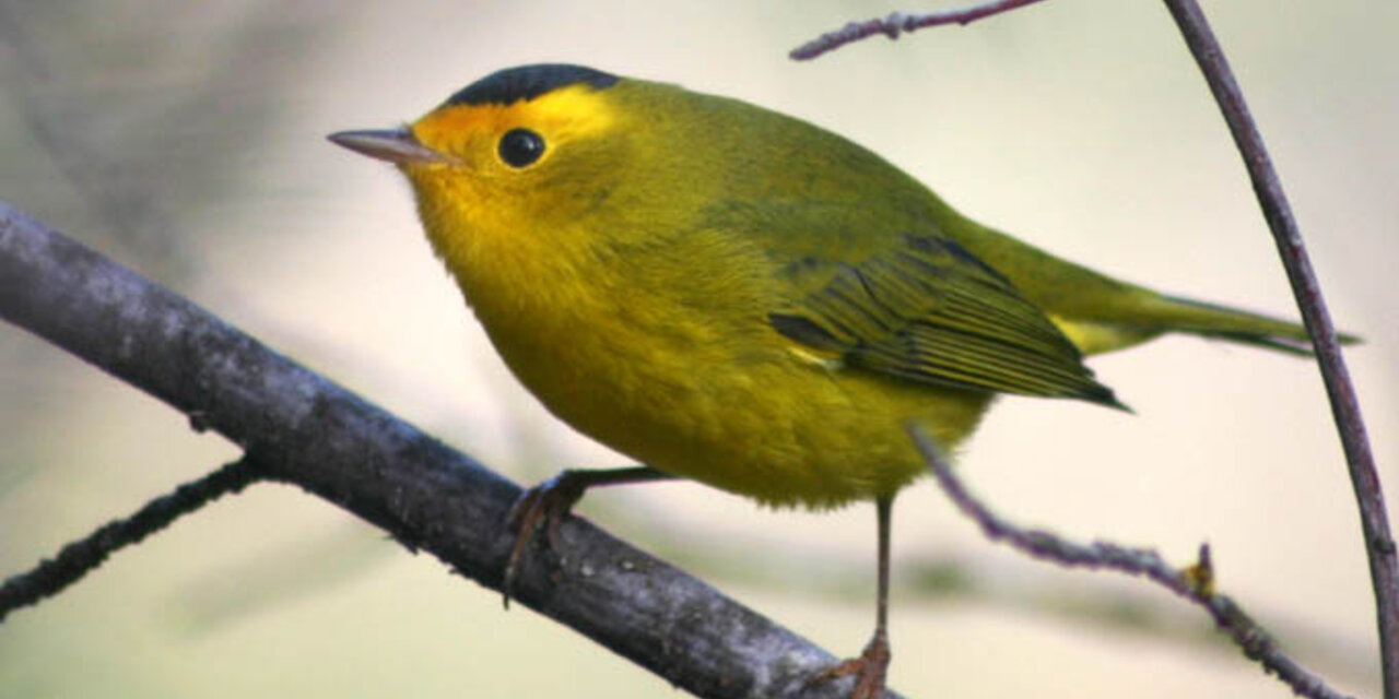 Wilson’s Warbler