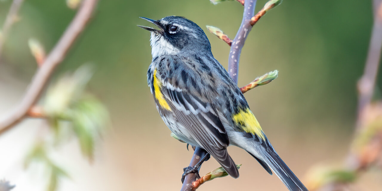 Yellow-rumped Warbler