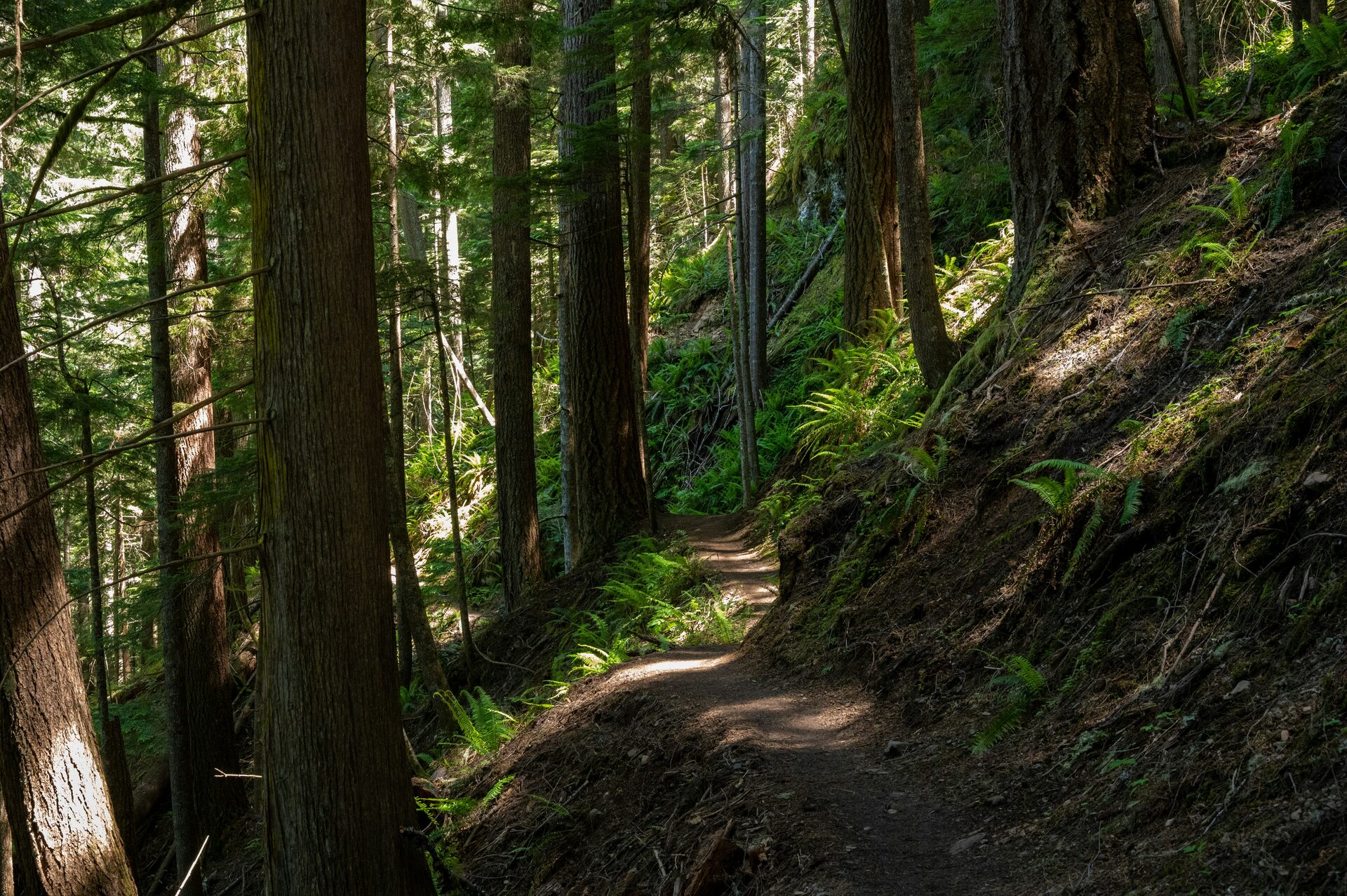 A forest trail winding between old-growth firs and ferns near Cowichan Lake
